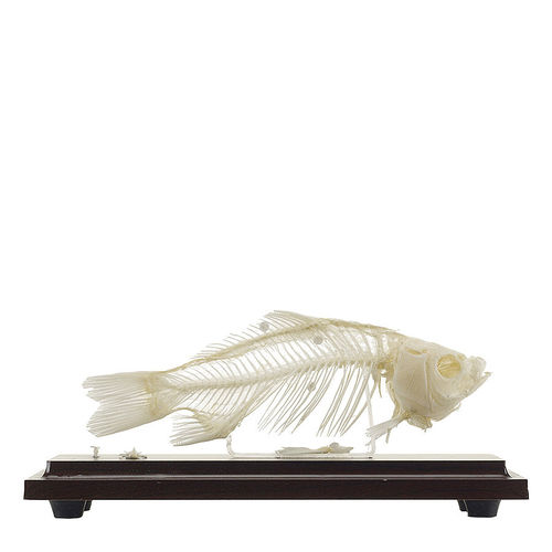 Anatomisches Skelettmodell - H190917  - HeineScientific® - Ganzkörper / Brustmuskel / für Veterinärmedizin