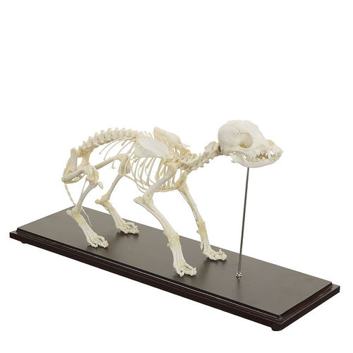 Anatomisches Modell / Ganzkörper - H190054 - HeineScientific® - Skelett / für Veterinärmedizin / für die Ausbildung