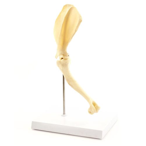 Anatomisches Modell / Schulter - H190062  - HeineScientific® - Skelett / Humerus / für Veterinärmedizin
