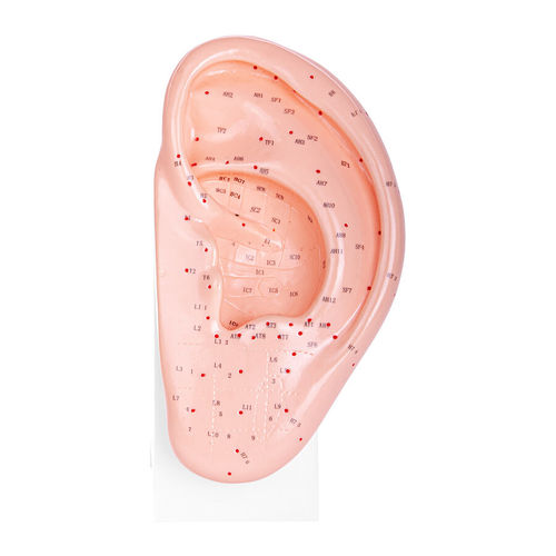 Ohr anatomisches Modell - H130348 - HeineScientific® - für die Ausbildung / Akupunktur / Kunststoff