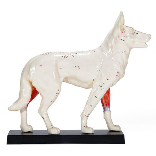 Anatomisches Modell / Ganzkörper - H190073  - HeineScientific® - für Veterinärmedizin / Akupunktur / für die Ausbildung