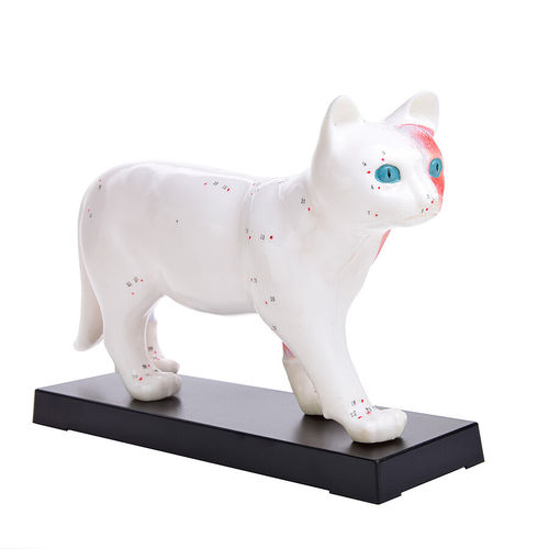 Anatomisches Modell / Ganzkörper - H190074  - HeineScientific® - für Veterinärmedizin / Akupunktur / für die Ausbildung