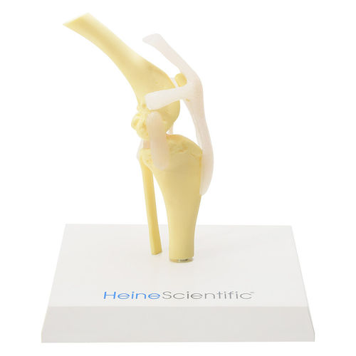 Anatomisches Modell / Knie - H139013  - HeineScientific® - Gelenk / Skelett / für Veterinärmedizin