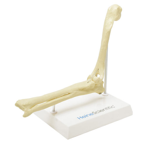 Anatomisches Skelettmodell - H139082  - HeineScientific® - Radius / Humerus / Ellbogen