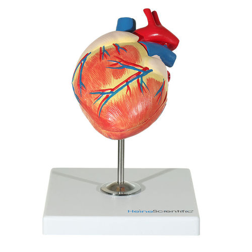 Anatomisches Herzmodell - H191780  - HeineScientific® - Blutgefäße / für Veterinärmedizin / für die Ausbildung
