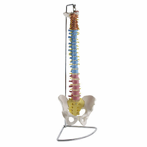 Anatomisches Modell / Wirbelsäule - H131267 - HeineScientific® - Becken / für die Ausbildung / flexibel
