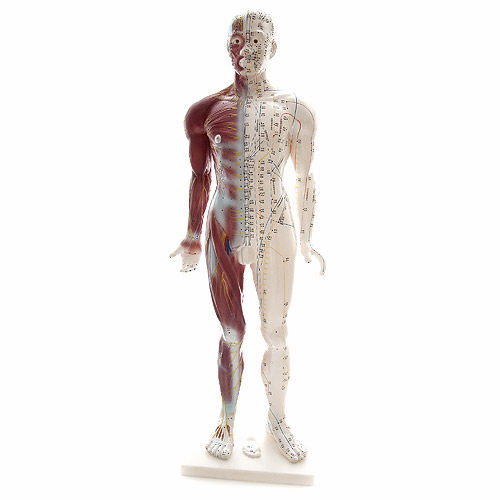 Anatomisches Modell / Muskel - H129990 - HeineScientific® - Ganzkörper / Arterie / Vene