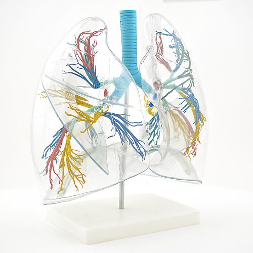 Anatomisches Lungenmodell - H130249 - HeineScientific® - Bronchial / für die Ausbildung / Kunststoff