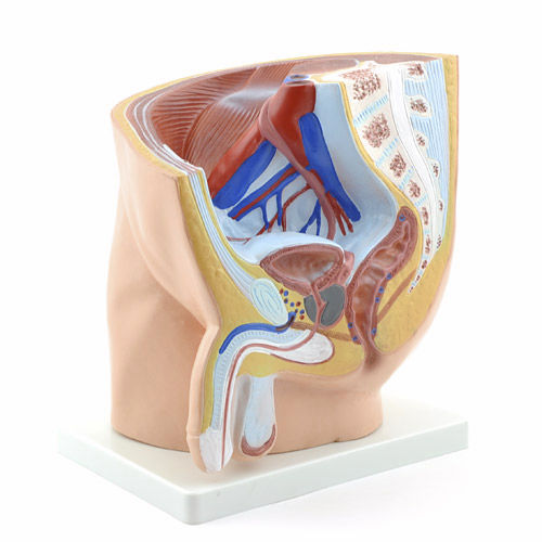 Anatomisches Modell / Rektum - H130375 - HeineScientific® - Blase / Ultraschall / Becken