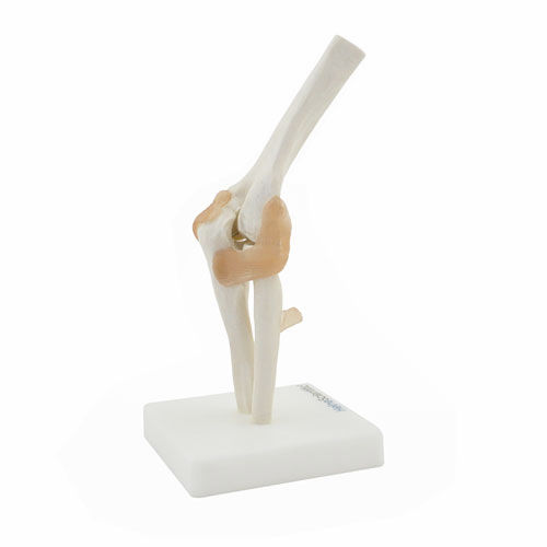 Anatomisches Modell / Gelenk - H130492 - HeineScientific® - Skelett / Radius / Humerus