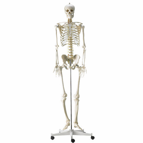 Anatomisches Modell / Wirbel - H495121 - HeineScientific® - Ganzkörper / Skelett / für die Ausbildung
