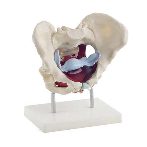 Anatomisches Modell / Rektum - H130826  - HeineScientific® - After / vaginal / Gebärmutter