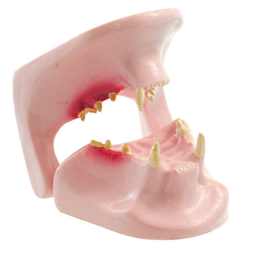 Anatomisches Modell / Kiefer - H190051  - HeineScientific® - Zahn / für Veterinärmedizin / für die Ausbildung