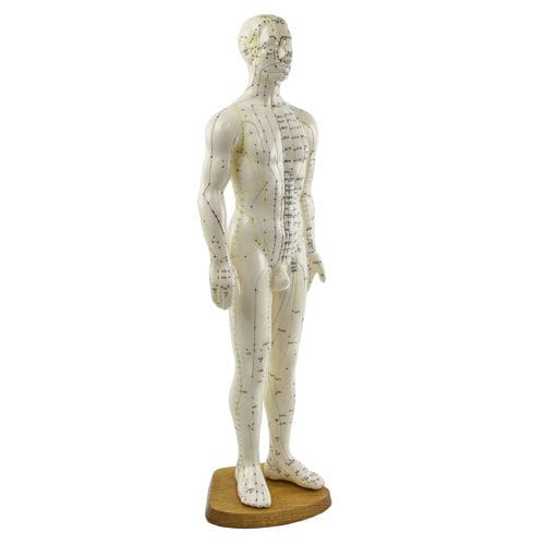 Anatomisches Modell / Ganzkörper - H134005 - HeineScientific® - Akupunktur / für die Ausbildung / männlich