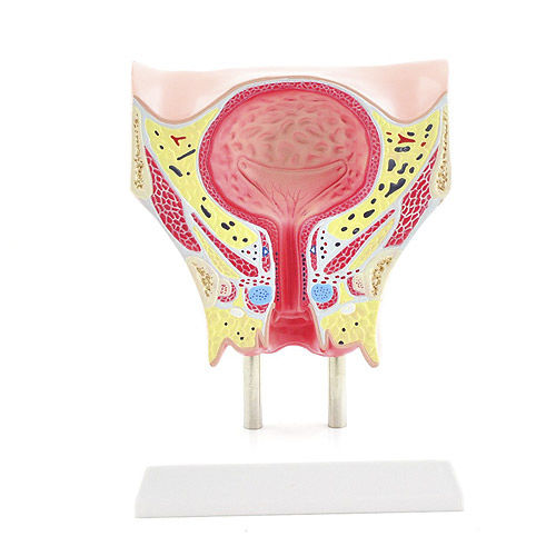 Anatomisches Modell / Blase - H130481 - HeineScientific® - Harnröhre / Harnleiter / vaginal