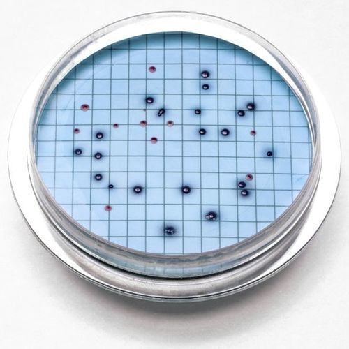 Agargel Reagenz - 2805215 - HACH LANGE Europe - für Wasseranalyse / Trocken / Bakterien