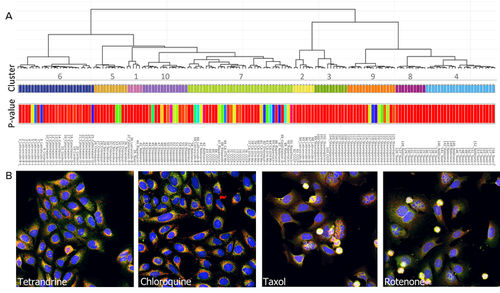 Analysesoftware - StratoMineR™ - Molecular Devices - Bildanalyse / Management / Visualisierung