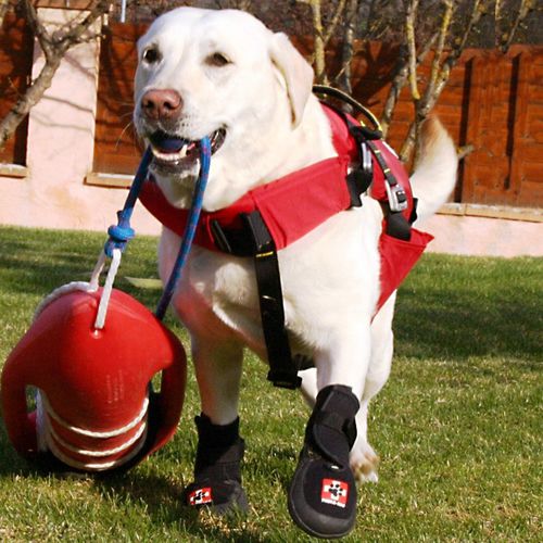 Veterinär-Lauforthese / für Hunde - Thera-Paw - Thera-Paw - atmungsaktiv