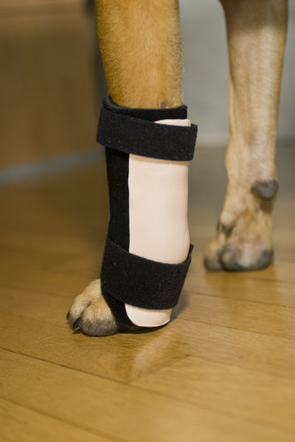 Veterinär-Schiene / für Carpaltunnel - Thera-Paw - für Hunde