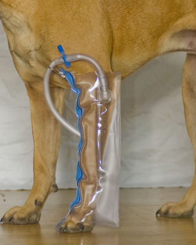 Veterinär-Schiene / für Pfote - Thera-Paw - für Hunde / aufblasbar