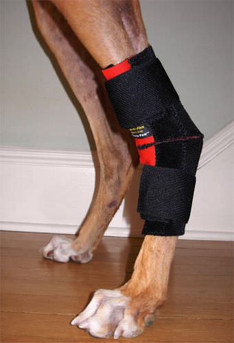 Gelenkschoner für Tiere / Ellbogenschutz - Thera-Paw