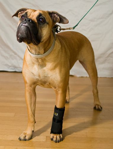 Veterinär-Schiene / für Carpaltunnel - Carpo-Flex X - Thera-Paw - für Hunde