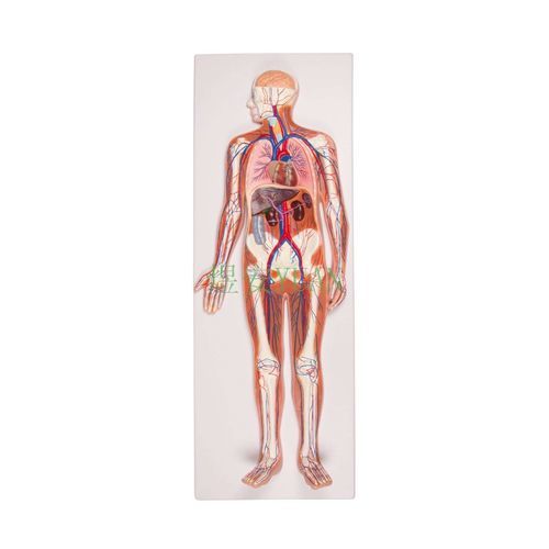 Anatomisches Herzmodell - YA/C011 - Yuan Technology - Leber / Niere / Lungen