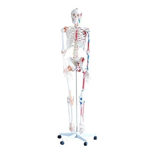 Anatomisches Skelettmodell - YA/L011B - Yuan Technology - für die Ausbildung / mit Muskelansatz-Markierungen