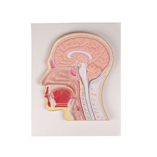 Anatomisches Modell / Kopf - YA/D041 - Yuan Technology - Hals / für die Ausbildung