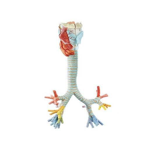 Anatomisches Modell / Luftröhre - YA/R051 - Yuan Technology - Bronchial / für die Ausbildung