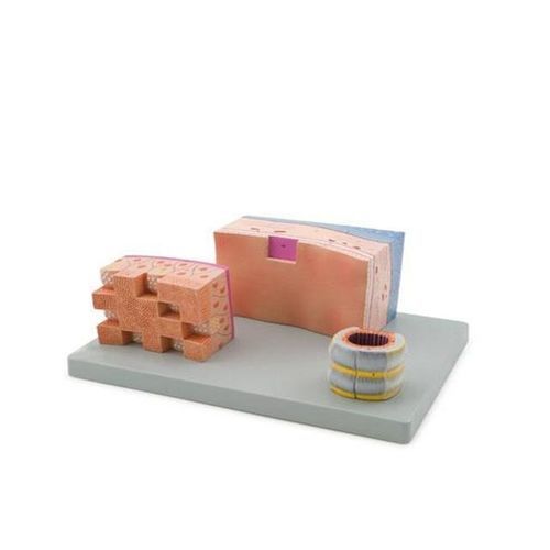 Anatomisches Modell / Luftröhre - YA/R053 - Yuan Technology - für die Ausbildung