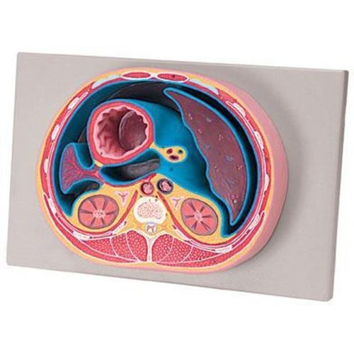 Anatomisches Modell / Thorax - YA/U077 - Yuan Technology - Magen / Leber / Niere