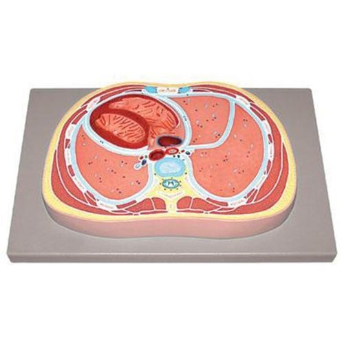 Anatomisches Modell / Bauch - YA/U078 - Yuan Technology - Herz / Thorax / für die Ausbildung
