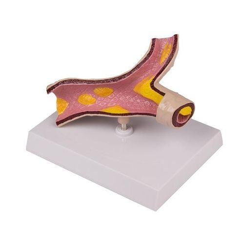 Anatomisches Modell / Arterie - YA/C017 - Yuan Technology - für die Ausbildung