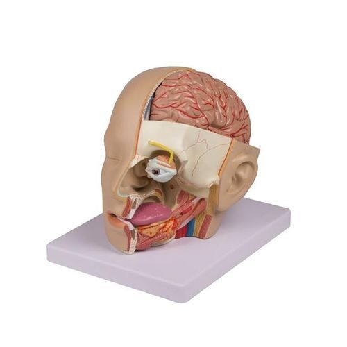 Anatomisches Modell / Kopf - YA/N028 - Yuan Technology - Schädel / Blutgefäße / Gehirn
