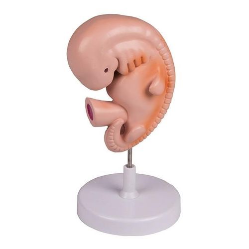 Anatomisches Modell / Ganzkörper - YA/HB053 - Yuan Technology - für die Ausbildung / Embryo