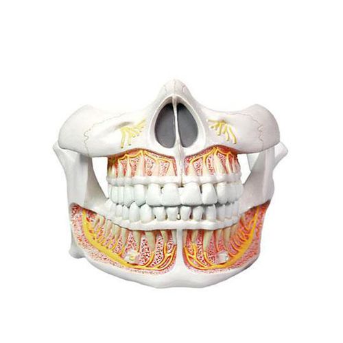 Anatomisches Modell / Kiefer - YA/D056  - Yuan Technology - Zahn / für Zahnbehandlung / für die Ausbildung