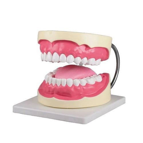 Anatomisches Modell / Dental - YA/D057 - Yuan Technology - Zunge / für Zahnbehandlung / Ausbildung