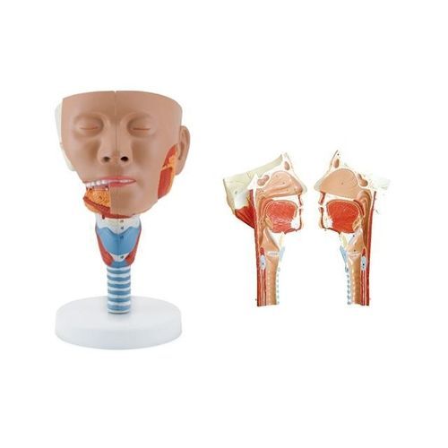 Anatomisches Modell / Kopf - YA/H022  - Yuan Technology - Larynx / Pharynx / für die Ausbildung