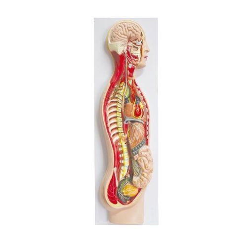Anatomisches Modell / Sympatikussystem - YA/H025  - Yuan Technology - für die Ausbildung