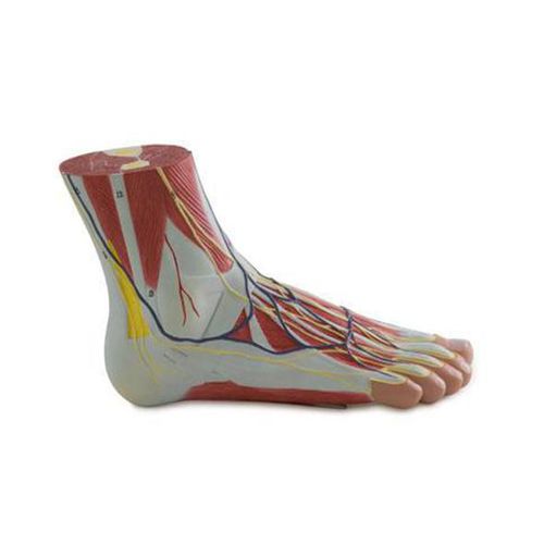 Anatomisches Modell / Fuß - YA/H024  - Yuan Technology - Rücken / für die Ausbildung / zum Sezieren