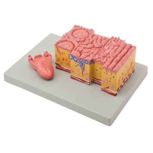 Zunge anatomisches Modell - YA/HB131  - Yuan Technology - Amygdala / für die Ausbildung