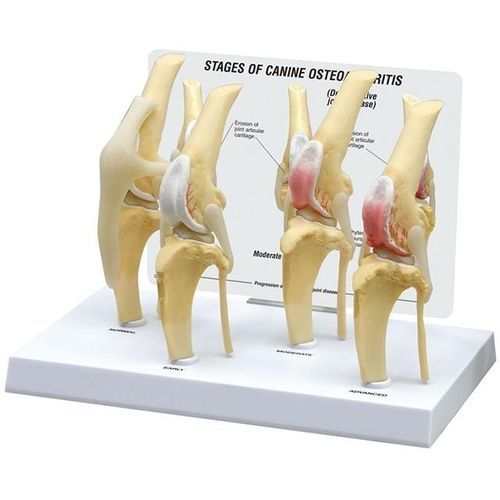 Anatomisches Modell / Knie - YA/B026H  - Yuan Technology - von Hund