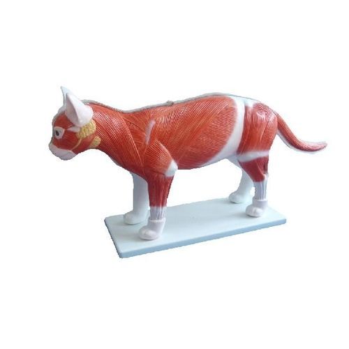 Anatomisches Modell / Ganzkörper - YA/B027  - Yuan Technology - für die Ausbildung / Katzen / mit Muskulatur