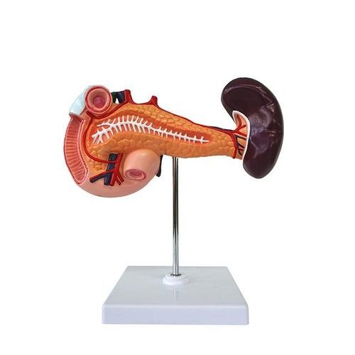 Anatomisches Modell / Bauchspeicheldrüse - YA/D034 - Yuan Technology - Zwölffingerdarm / Milz / für die Ausbildung