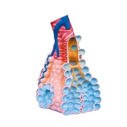 Bronchie anatomisches Modell - YA/R062 - Yuan Technology - für die Ausbildung
