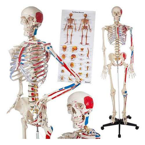 Anatomisches Skelettmodell - YA/L011A  - Yuan Technology - Ganzkörper / für die Ausbildung / mit Muskelansatz-Markierungen