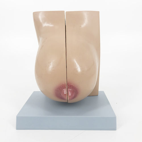 Anatomisches Modell / Brust - YA/U076B - Yuan Technology - Brustdrüse / für die Ausbildung