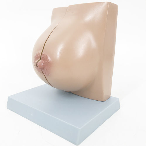 Anatomisches Modell / Brustdrüse - YA/U076A - Yuan Technology - für die Ausbildung