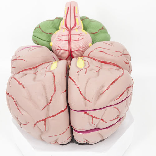 Anatomisches Gehirnmodell - YA/N027C - Yuan Technology - für die Ausbildung